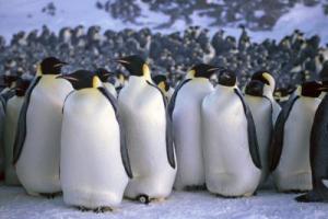 Emperor penguins